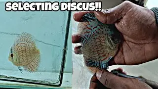 Selecting the best Discus fish from Ace Discus store | Discus fish | Discus fish keepers