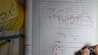 Classification of Odontogenic Cysts, Easiest way to learn + diagrams