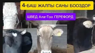 ШВЕД, АЛА-ТОО, ГЕРЕФОРД, УЙЛАР ЧЫКТЫ БООЗ УЙЛАР ДОСТАВКА БАР ✅