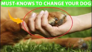 5 Things You Must Know to Change Your Dog&rsquo;s Life!