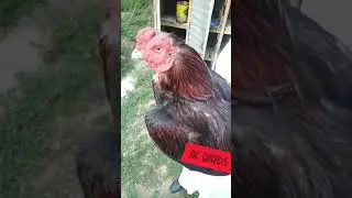 Killer Aseel || Aseel murga ki pehchan || Mianwali breed || Aseel farm