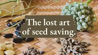 Seed Saving & Its Importance