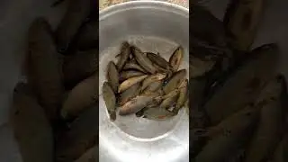 Cambodian Fresh Fish #cambodiancountrysidelife