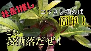 クロトンの上手な育て方。知ってる？意外なコツって。。