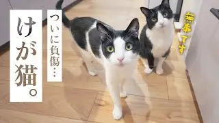 【怪我の報告】猫の爪が根本から折れました