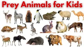 Prey Animals for Kids | Fun Wildlife Learning Video #KidsLearning #Animals