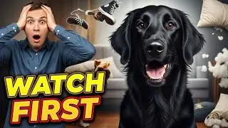 Before You Get a Flat-Coated Retriever… Watch This First!
