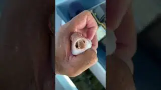 Маленький морской монстр (паразит рыб, поедающий язык, или Cymothoa exigua) #шорты