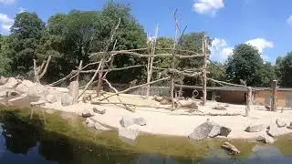 Wild Monkeys in Nature  Calm Wildlife Moment 🐒 2