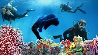 Diving in Tulapos and Caticugan Marine Sanctuary , Siquijor Island Philippines