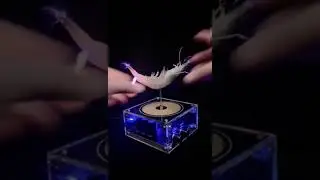 The charm of lightning shrimp music box