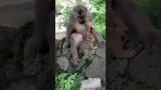 AWW MONKEY OF THE Monkey daddy with baby #kuaishou little assistant helps me become popular