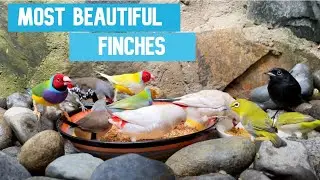 Most beautiful finches in the world - Mixed Aviary