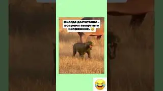 #смешно #юмор #шуточное #жизненно