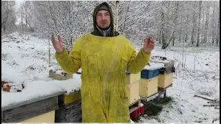 Пчеловодство.Внимание SOS начинает застывать расплод пчёлы сжались  от апрельского снежного циклона