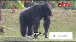 The Smartest Animals on Earth 🐒🐬 | Incredible Animal Intelligence with Avery Bliss