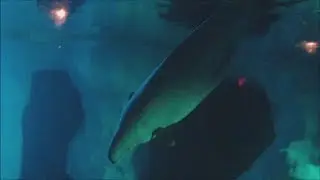 Naluark in Wild Arctic (12/31/17)