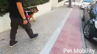 PMD 1-2 Silver XLarge Edition by Pet Mobility Greece