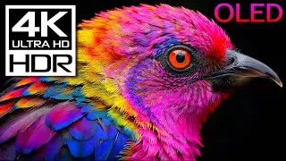 4K Video ULTRA HD: Wild Jungle Exploration in Dolby Vision🌿8K 60FPS HDR Relaxation