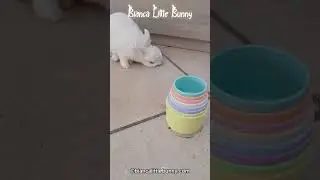 Neve sgranocchia il bastoncino di fieno 🐰🎶 | ASMR Suoni Reali