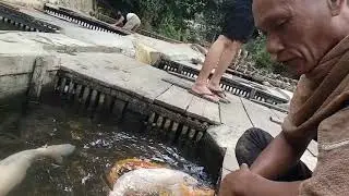 Wisata Air || ikan mas sinyonya dan kumpay