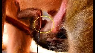 New George Very Big Than Barbi, Welcome Newborn Monkey On 12-31-18