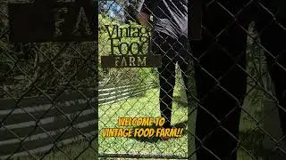 Come and see us at Vintage Food Farm 🤠Link in description 🐔🌴