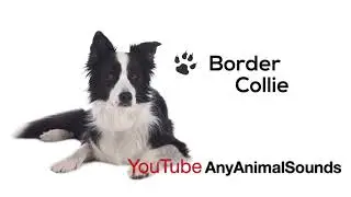 Border Collie Barking (Dogs Barking Sounds To Make Your Dog REACT, Dog&rsquo;s Barking, Dog Sounds)