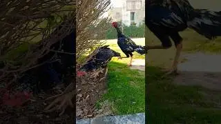 Pakistani Aseel patte || Birdi farm.