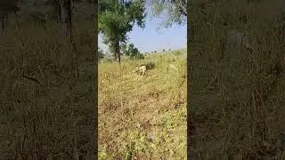 # They are eating #grass in the forest#animals