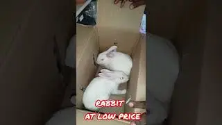 Rabbit at low price |#pets #birds #pigeon #youtubeshorts #shortsfeed #shorts #viralshorts