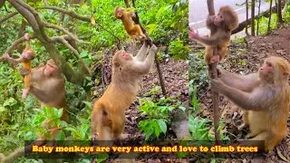 Baby monkeys are very active and love to climb trees, making the mother work hard to protect baby