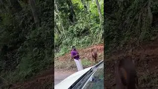 Why Feeding Wildlife Is Harmful: A Lesson from Athirappalli-Valparai