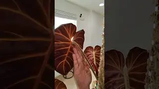 #Philodendron verrucosum Amazon Sunset 🌱