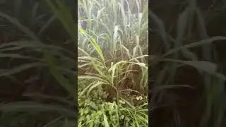 36 bar katayi wali chari | multicut hara chara | Cofs 31 grass seed | csv hara chara | lucknow