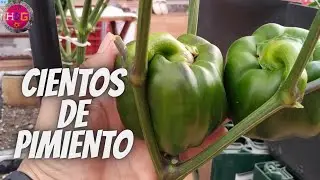 C&oacute;mo Sembrar Pimiento En Casa Con Este Truco || Germinar Pimiento F&aacute;cil Y R&aacute;pido.