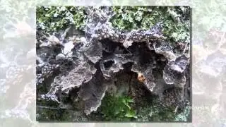 Lobaria retigera - fungi kingdom