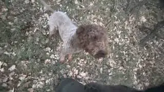 Schizzo-frenico, lagotto romagnolo di 10 mesi su tartufo marzuolo…