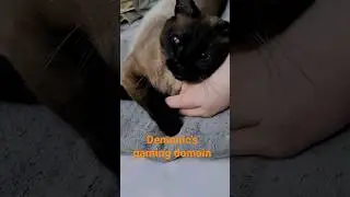 cutest cat ever #viral #cat #kitty #kitten #shortvideo #cinder