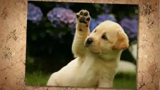 Cutest Pet Contest