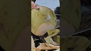 Fresh! So fresh and green coconut cutting skills #viral #shorts #streetfood