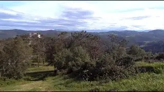 Driving in the forest