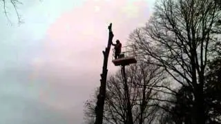 felling a dangerous old lime tree