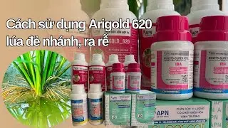 Những cách sử dụng Arigold 620 Apn tâm đắc nhất trên lúa