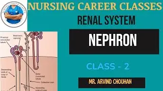 NEPHRON #nursingcareerclasses #nephron #kidney #anatomy_physiology #nursing #onlinenursingclasses
