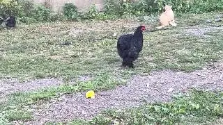 Cochin Chickens: The Fluffy-Legged Birds That Caused 