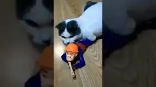 Kucing lucu abis 2021 #shots