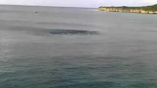 Shark hunting flying fish
