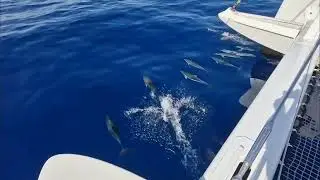 Dolphins on the bow of a Lagoon Seventy 7 catamaran. On delivery from Greece to Tenerife.