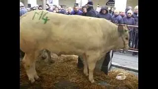 Fiera Bue Grasso e del Manzo della Razza Bovina Piemontese